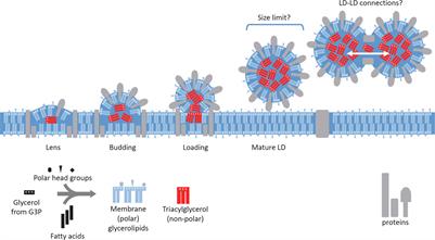 Stepwise Biogenesis of Subpopulations of Lipid Droplets in Nitrogen Starved Phaeodactylum tricornutum Cells